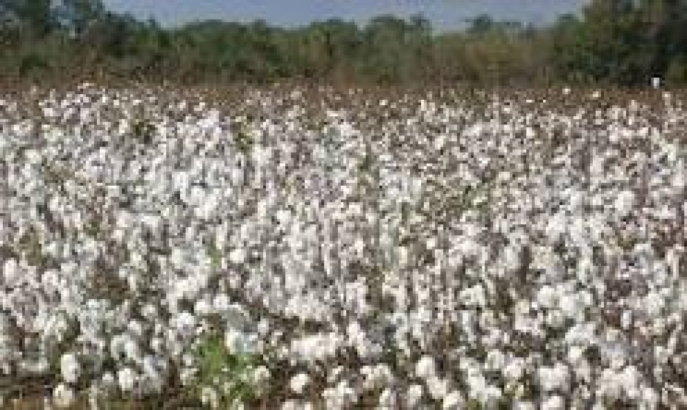 Campagne agricole 2024 - 2025 : Les prix de cession des intrants connus